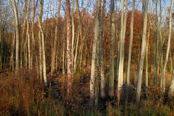 Fototapeta premium autumn forest in the morning