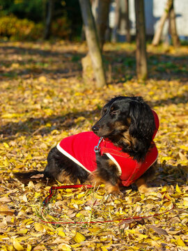 短足犬 Images Browse 29 Stock Photos Vectors And Video Adobe Stock