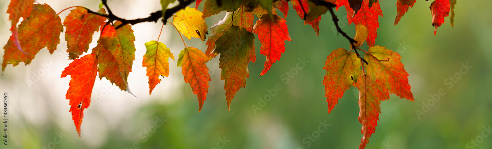 Wall mural panoramic view of autumnal colours leaf on colorful bokeh background. panoramic view of maple leaf o
