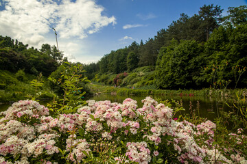 park outdoor beautiful scenic view in summer day time with flowers foreground and a lot green foliage and lake background