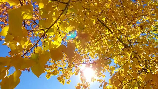 Sun glowing through vibrant yellow autumn leaves in the wind