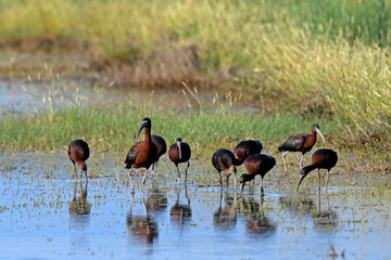 flock of Glossy ibis / Braune Sichler (Plegadis falcinellus)