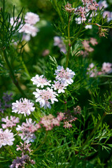 見沼田圃の野草・コリアンダー