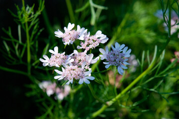 見沼田圃の野草・コリアンダー