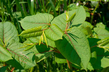 見沼田圃の野草・イタドリ