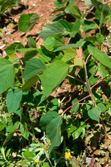 見沼田圃の野草・クズ(葛）