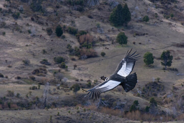 Scene view of an Andean condor (Vultur gryphus) flying against mountain in Esquel, Patagonia,...