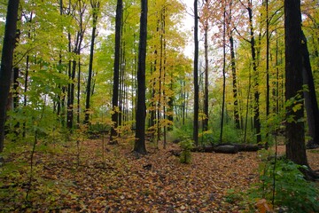 Beautiful colours in a fall forest