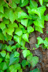 見沼田圃の樹木・ナツズタ