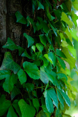 見沼田圃の樹木・ナツズタ