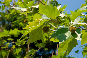 見沼田圃の樹木・スズカケノキ