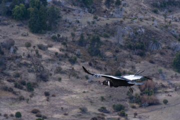 Scene view of an Andean condor (Vultur gryphus) flying against mountain in Esquel, Patagonia,...
