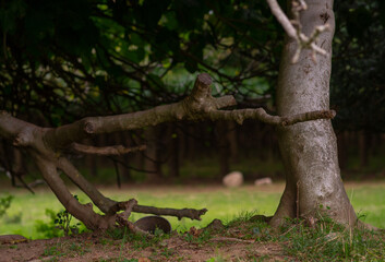 Pacífico imagen de naturaleza