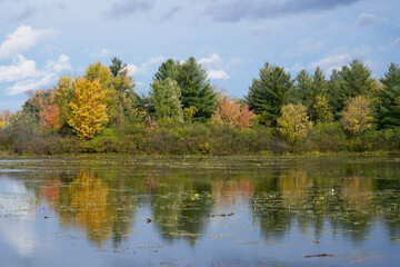 Fototapeta na wymiar Reflections of colourful trees in a lake 