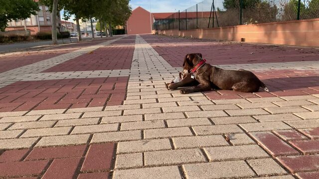 A braco german dog puppy playing in the street with a sandal or a shoe