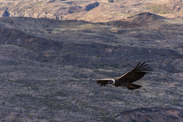 Scene view of an Andean condor (Vultur gryphus) flying against mountain in Esquel, Patagonia,...