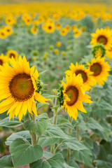 View of the plantation of several sunflowers