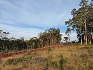 fazenda, &aacute;rvores, campo, terra