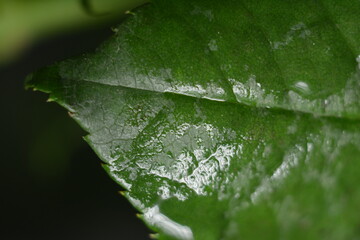 green rose leaf with water droplets, macro