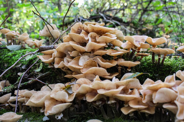 Honey Mushrooms Armillaria mellea, a wild and fresh cluster