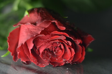red rose with water drops on its petals
