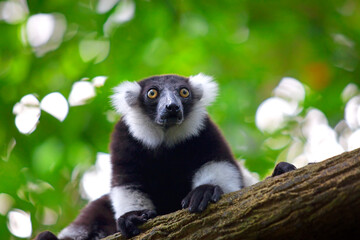 Lemur © Yay Images
