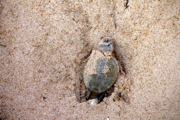 Arrau turtle (Podocnemis expansa) cub on its first exit after its spawning at the 