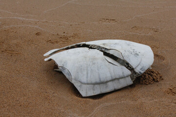 Carapace of an Amazonian tortoise that passed away after being hit by boat motor propeller