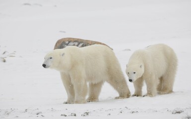 Two polar bears. 
