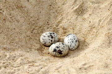 3 sand-colored nighthawk eggs (Chordeiles rupestris) waiting to hatch for the pups to leave, inside...