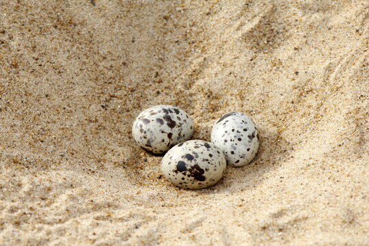 3 sand-colored nighthawk eggs (Chordeiles rupestris) waiting to hatch for the pups to leave, inside the "Tabuleiro do Embaubal" Wildlife Refuge in the state of Para, Brazil