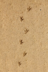 Footprints of a bird walking along the sand of the beach