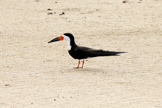 A isolated black skimmer (Rynchops niger) on a sand bank of the Xingu River near the city of Senador Jose Porfirio, Para, Brazil.