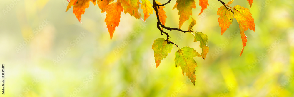 Wall mural panoramic view of autumnal colours leaf on colorful bokeh background. panoramic view of maple leaf o