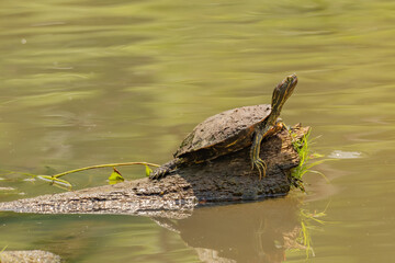 Turtle in Pond