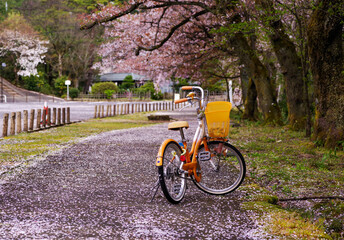 Fototapeta premium 桜の遊歩道と自転車