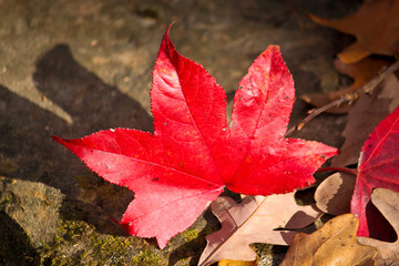 red maple leaf