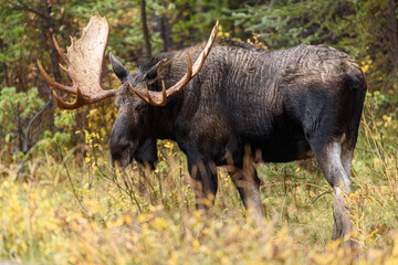 A side profile of a large moose standing looking back towards you