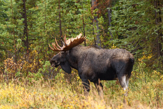 A bull moose standing looking straight ahead