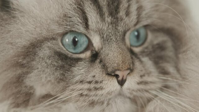fluffy cat muzzle - a cat looking to the sides