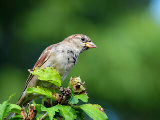 Male House Sparrow Bird Perched with Flower Blossoms at Feet and Green Tree Blurred in Background