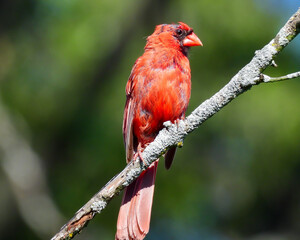 Molting Male Northern Cardinal Bird Bright Red with Bald Black Head Perched on a Bare Tree Branch with Green Forest Blurred Backgrorund
