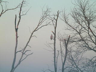 Fototapeta na wymiar Misty Sunrise with Bare Trees and Red-Tailed Hawk Bird of Prey Raptor Perched Hunting in the Morning Light of Various Shades of Blue, Red, Orange and Yellow