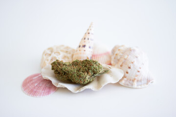 Cannabis with a collection of seashells on a white background.