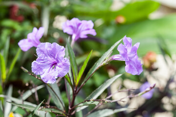 Fototapeta premium A beautiful wild plant with blue flowers.