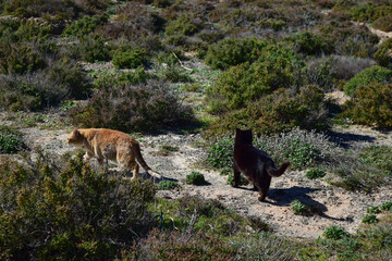 Two cats on the cliffs