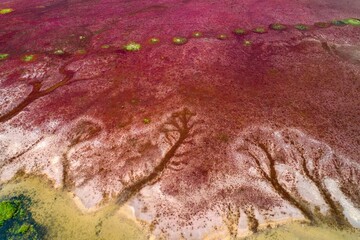 Red grassland of Tiaozini wetland in Huanghai, Jiangsu, China