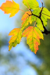 Naklejka na ściany i meble autumn leaves on sky. autumnal colours leaf on colorful bokeh background. maple leaf on colorful bokeh background 