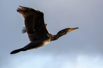 Sideview of Cormorant in Flight - Frontlit by Sunlight