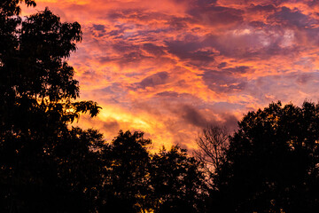 sunset in the forest